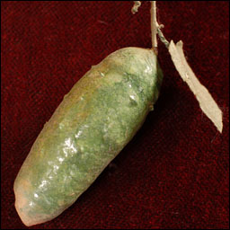 Antique German? Christmas ornament - cotton PICKLE