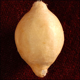 Antique Christmas ornament - cotton LEMON