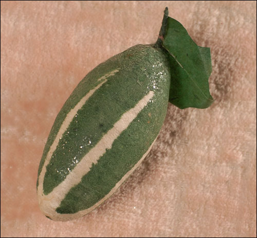 Antique Christmas ornament - cotton PICKLE