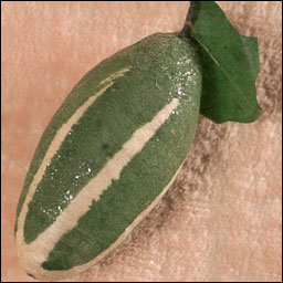 Antique Christmas ornament - cotton PICKLE
