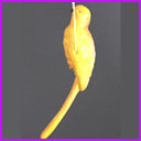 Antique Christmas celluloid ornament PARROT