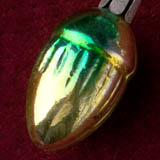 Antique Christmas ornament ACORN