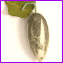 Antique Cotton Christmas ornament PICKLE