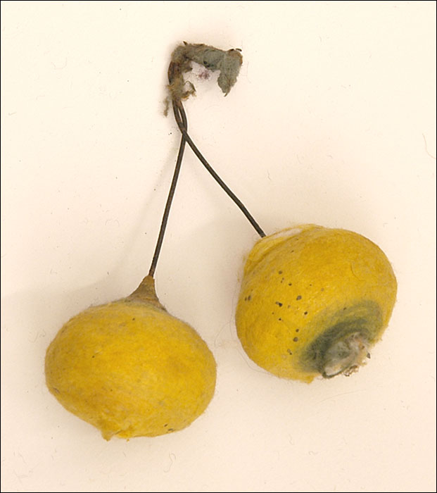 Antique Cotton Christmas ornament TURNIP