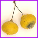 Antique Cotton Christmas ornament TURNIP