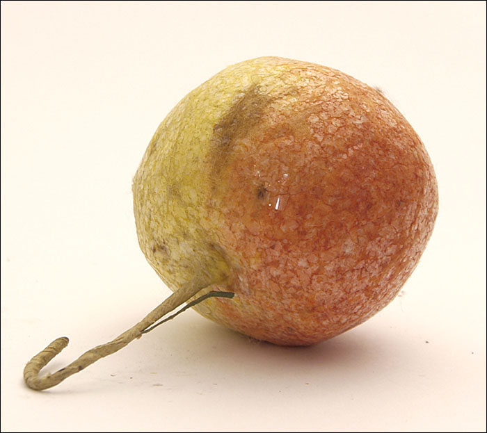 Antique Cotton Christmas ornament APPLE