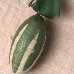 Antique Christmas ornament - cotton PICKLE